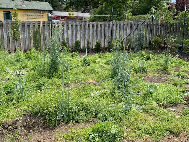 garden before