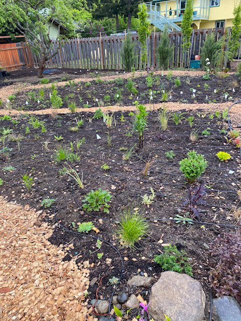 garden with new plants