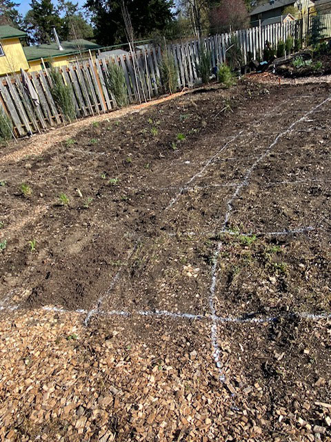 laying out garden plantings