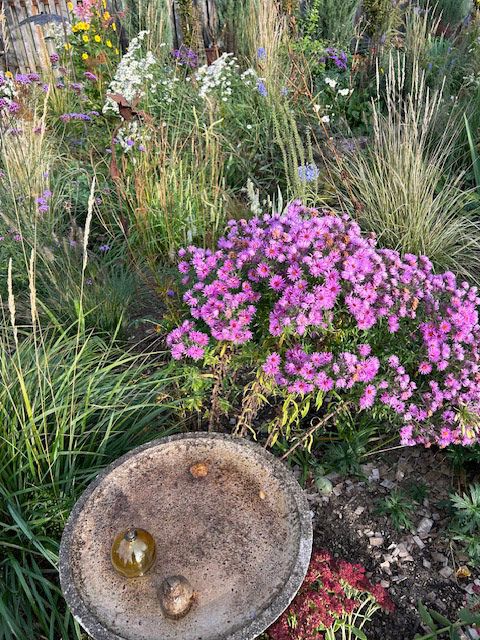 meadow garden