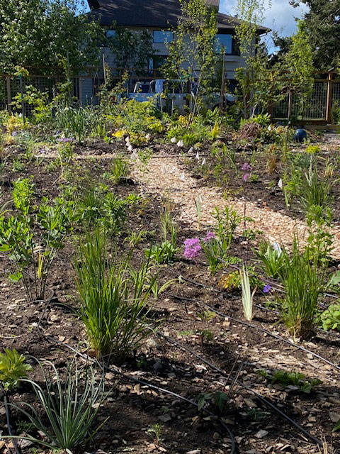 new garden in june with plants growing