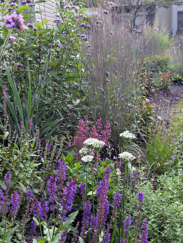 allium with ornamental grass