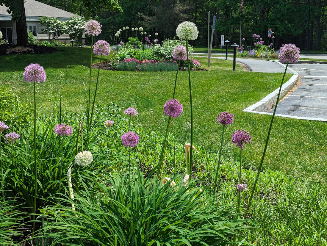 alliums in foreground