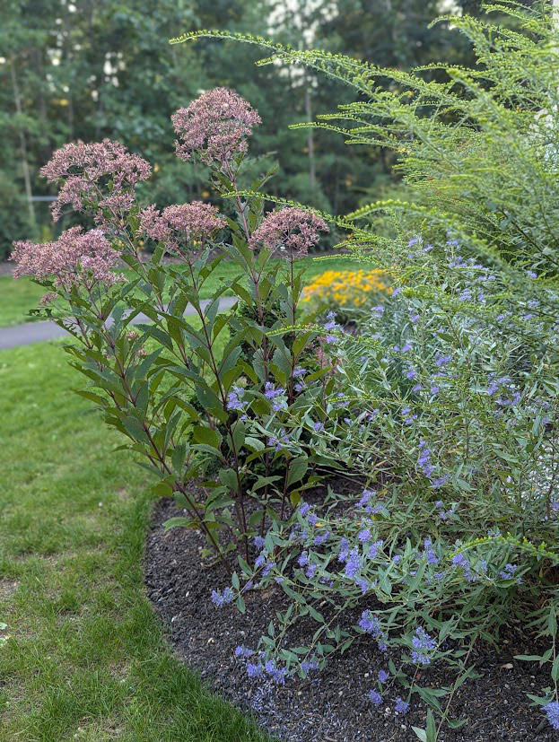 joe pye weed with caryopteris