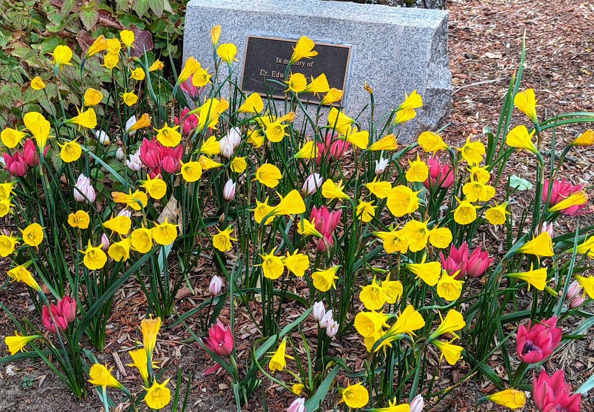 pink and yellow tulips