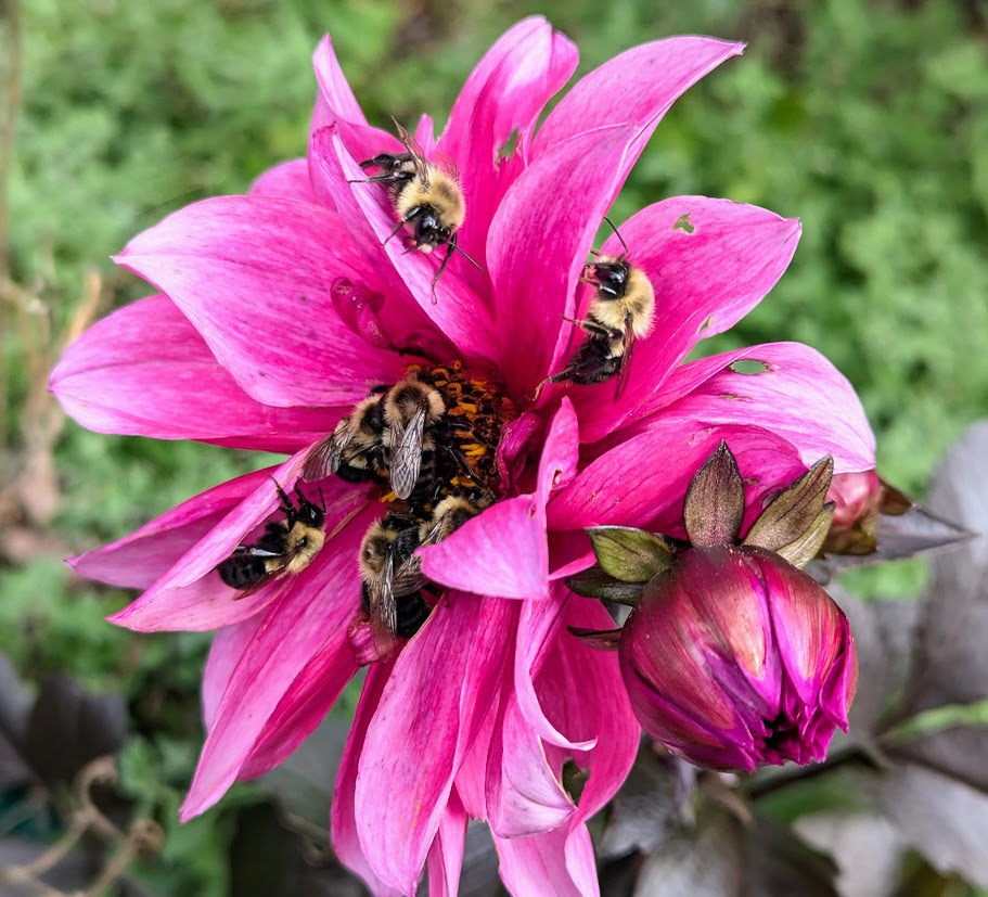 close up of pink dahlia covered in bees