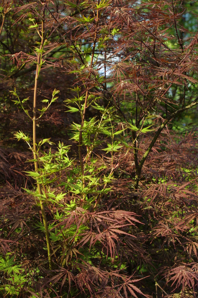 ‘Tamukeyama’s japanese maple