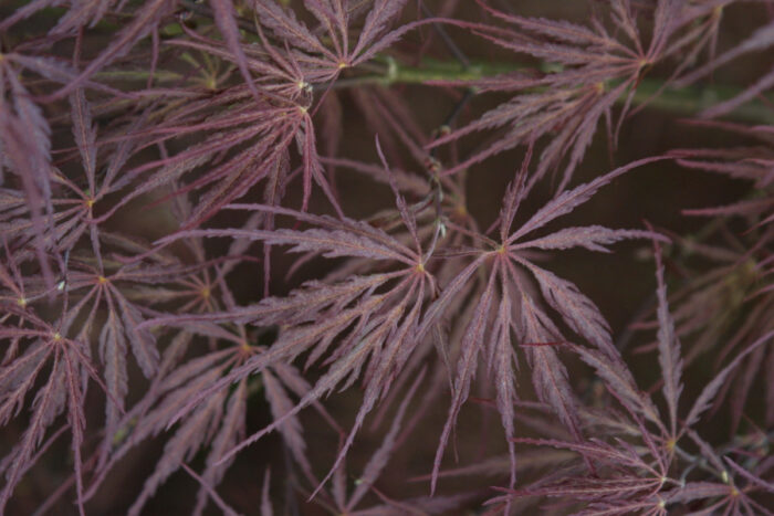 ‘Tamukeyama’ Japanese maple