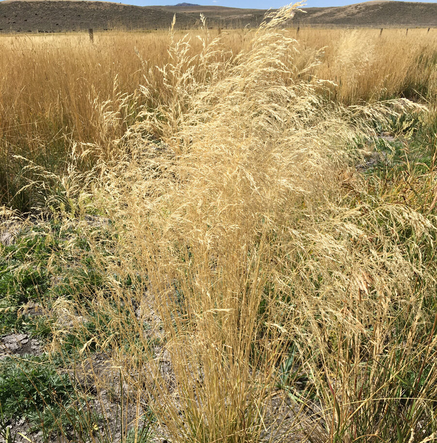 Tufted hair grass cool season ornamental grass