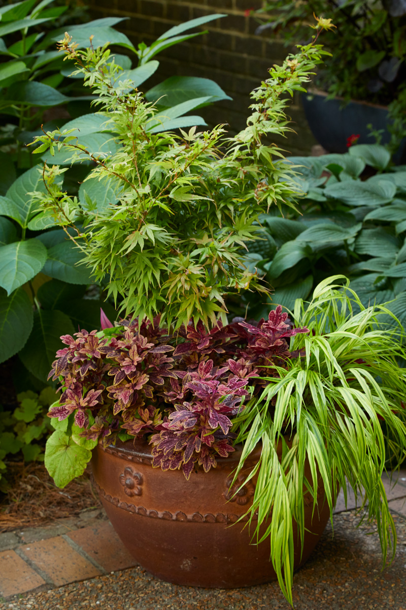 ‘Mikawa Yatsubusa’ Japanese maples