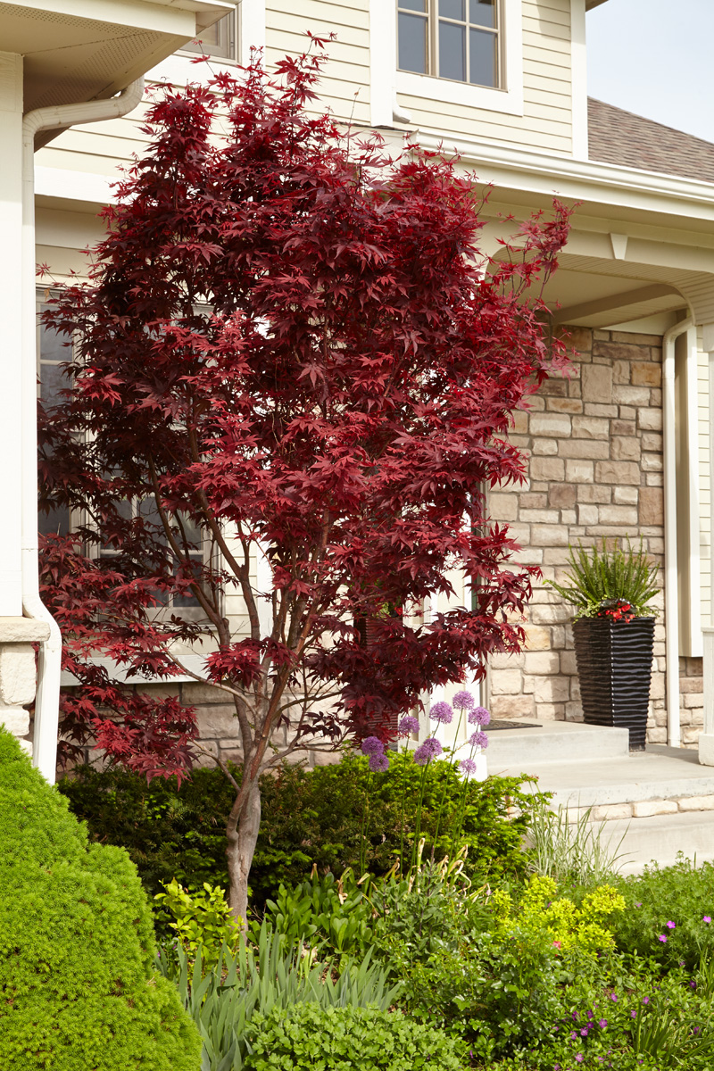 ‘Emperor 1’ Japanese maple