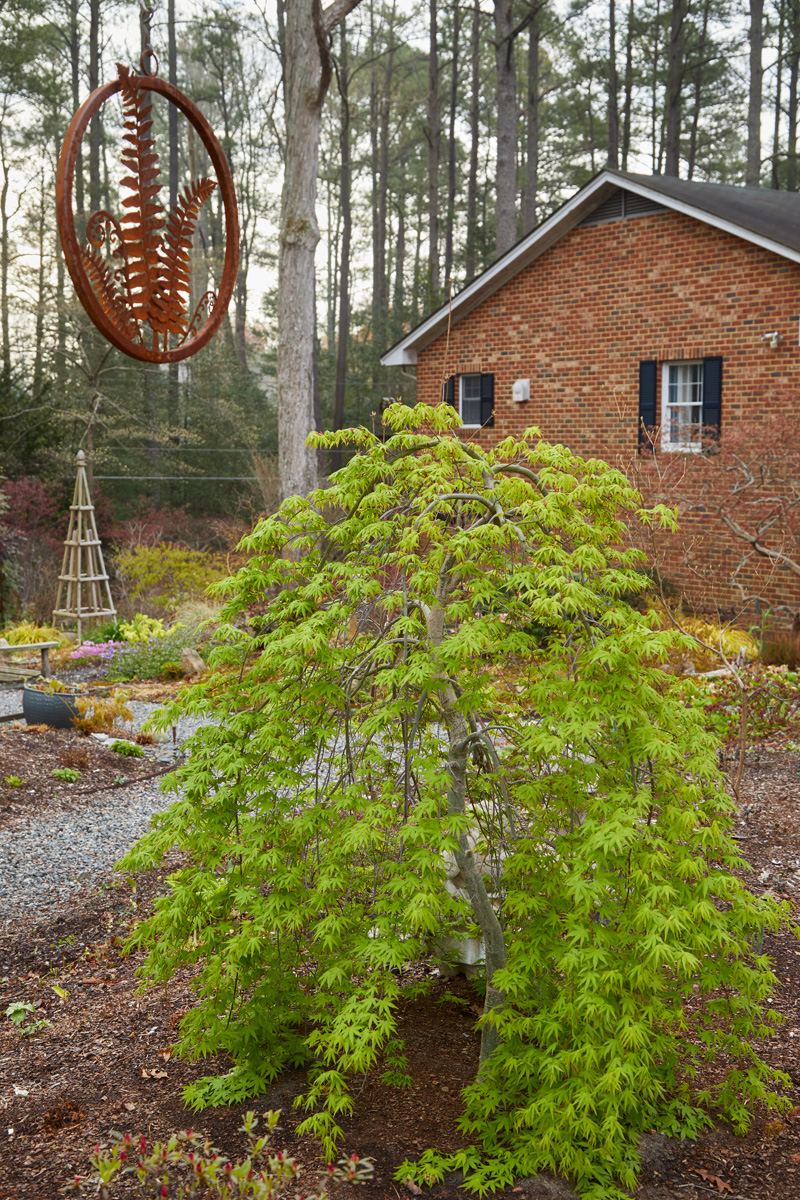 Japanese maple 'Ryusen'