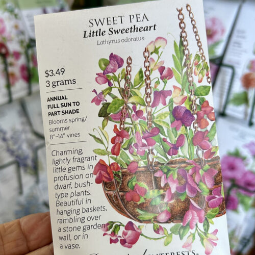 sweet pea little sweetheart seed packet