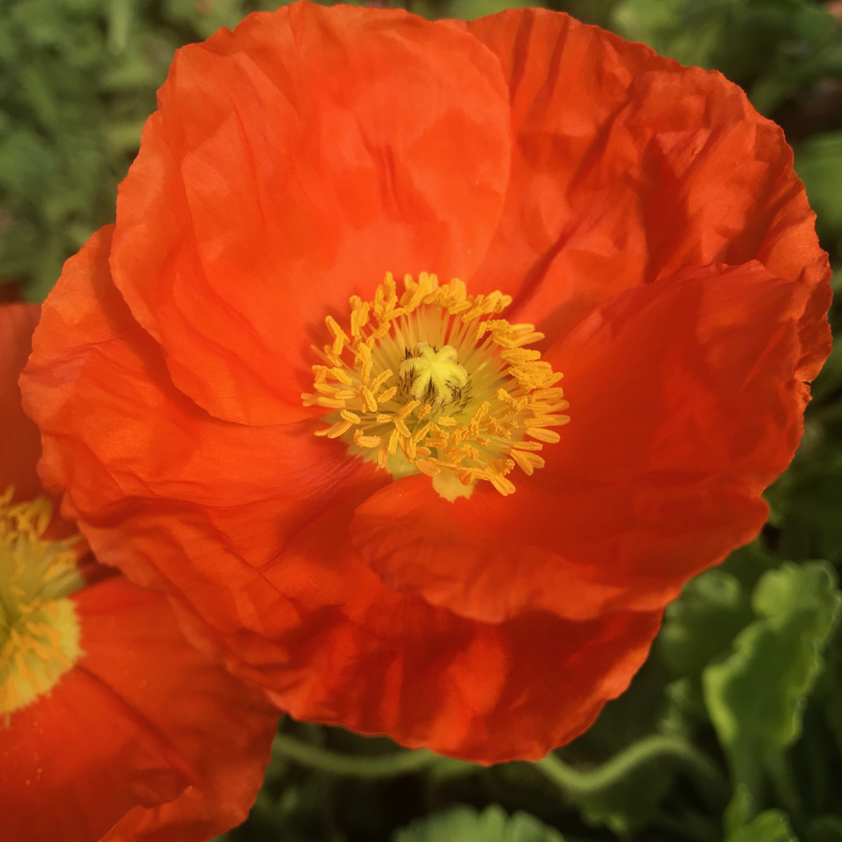 champagne bubbles orange poppy flower