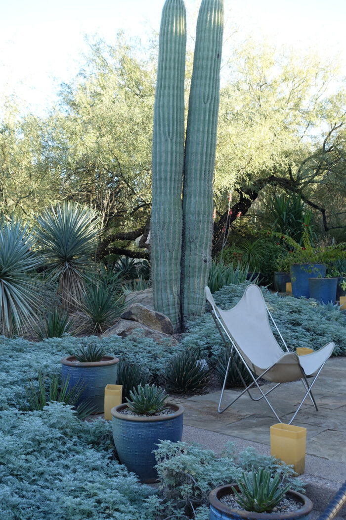 blue-toned garden with cacti, palms, yucca, and succulents in blue pots