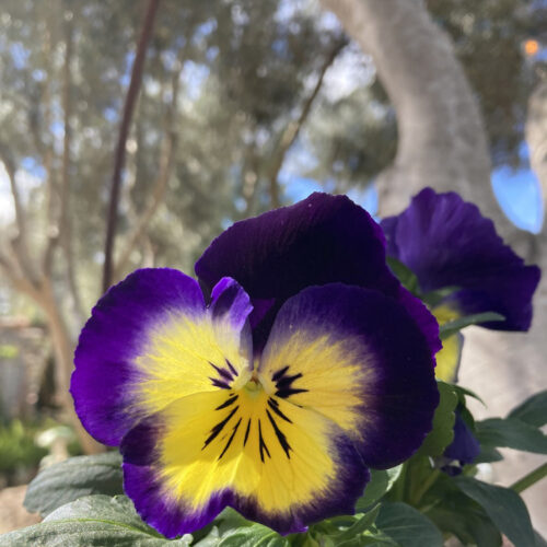 pansy matrix midnight glow