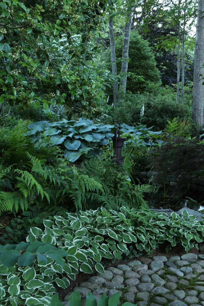 a shady green garden full of foliage