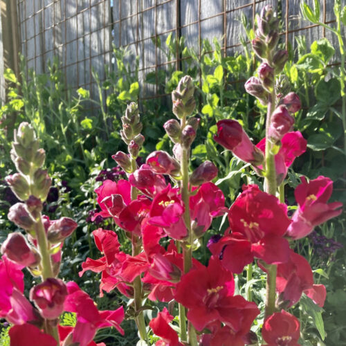 chantily velvet snapdragons flowers