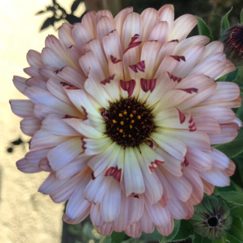 calendula sunset buff flower