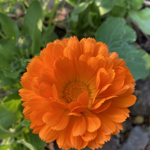 calendua balls improved orange flower