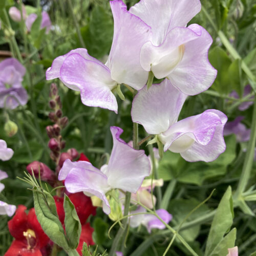 sweet pea elegance lavender