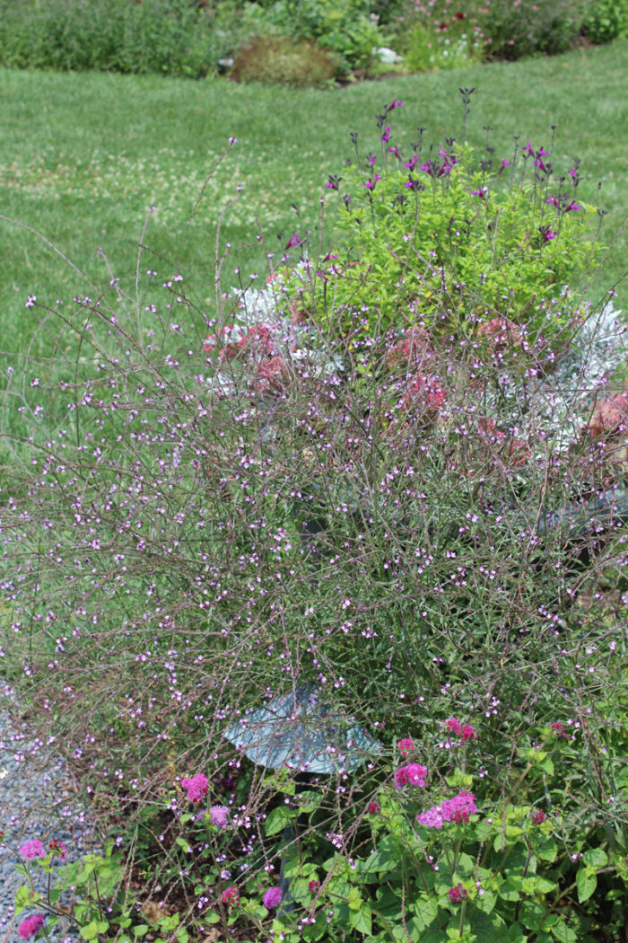 Verbena bampton