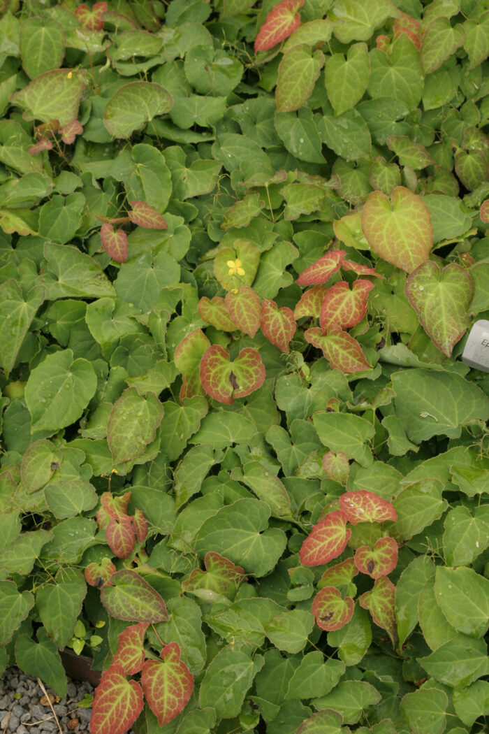 Epimedium groundcover plant