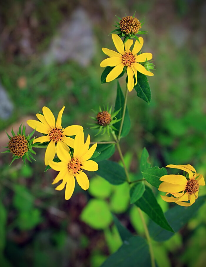 Woodland sunflower