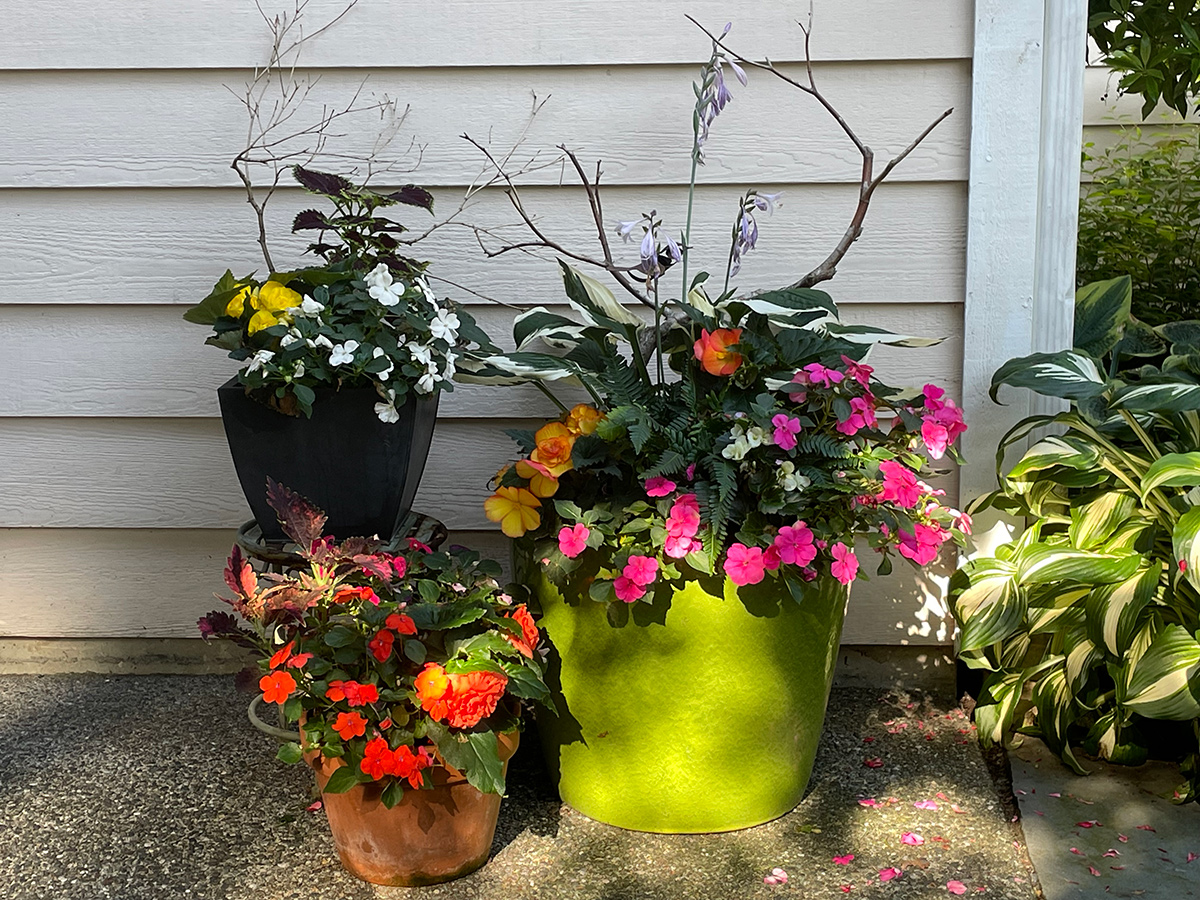 three container plantings of colorful annuals in the shade