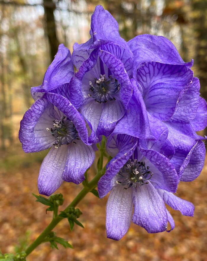 close up of Aconitum napellus flowers