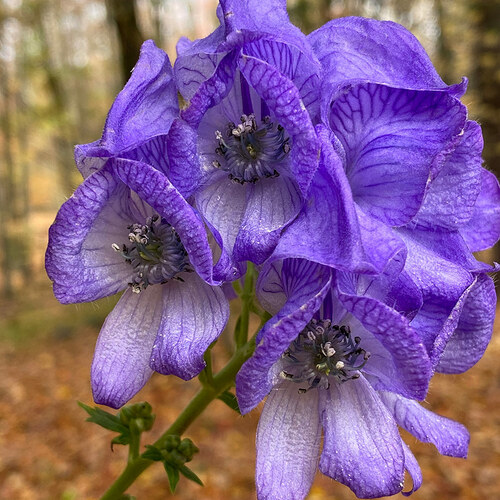 close up of Aconitum napellus flowers