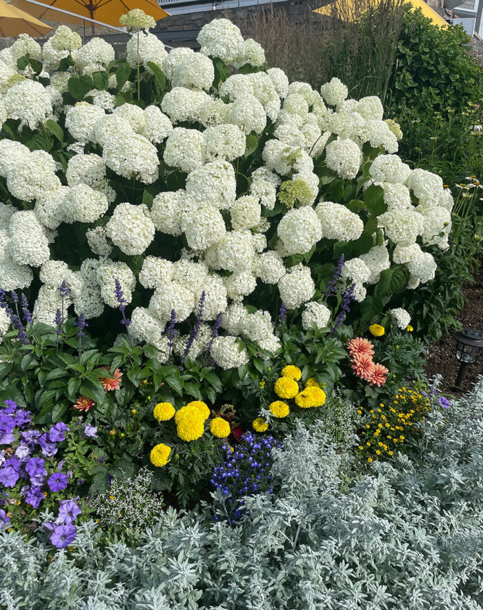 Incrediball smooth hydrangea in summer garden bed