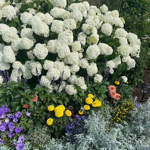 Incrediball smooth hydrangea in summer garden bed