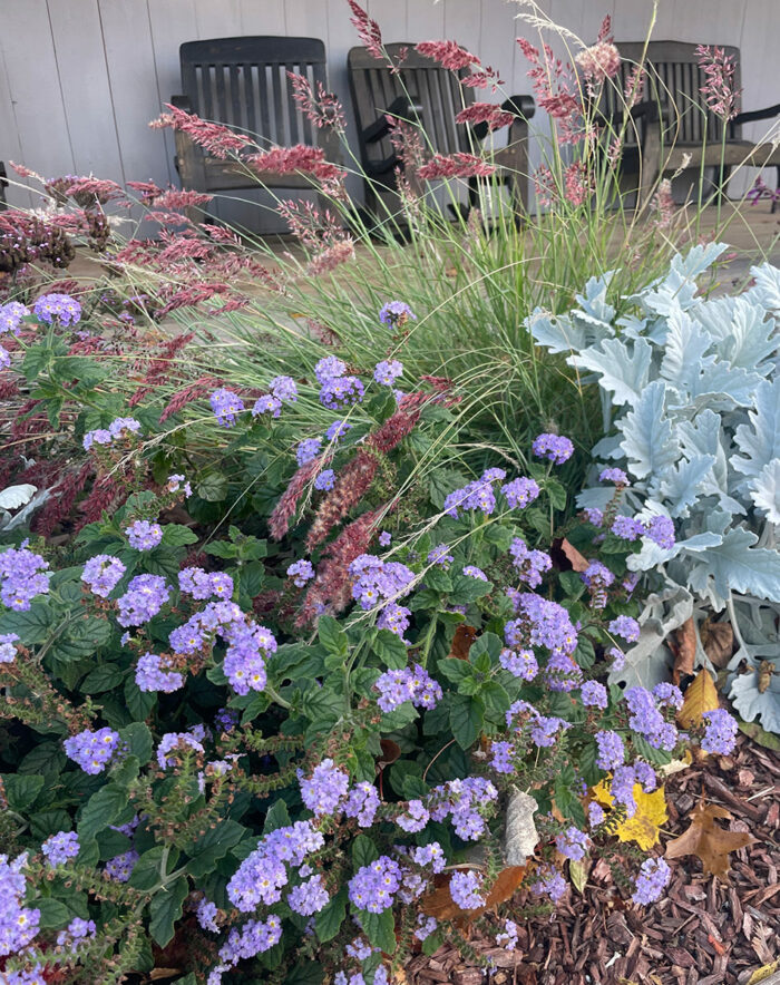 fall plant combination with purple flowers and pink grass