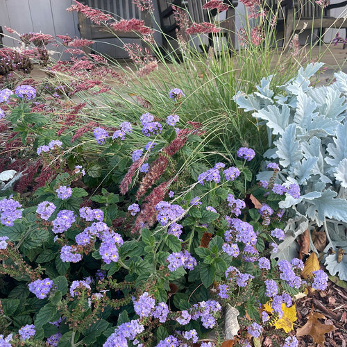 fall plant combination with purple flowers and pink grass