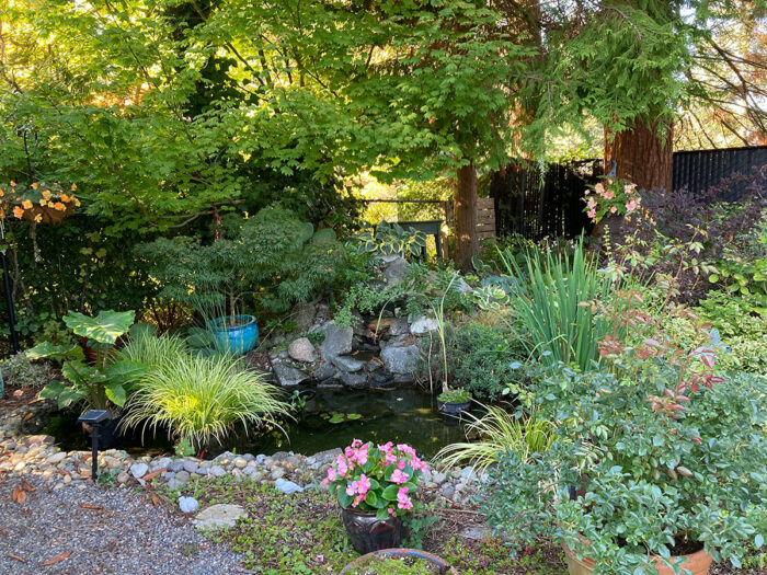 garden pond with Ogon grass