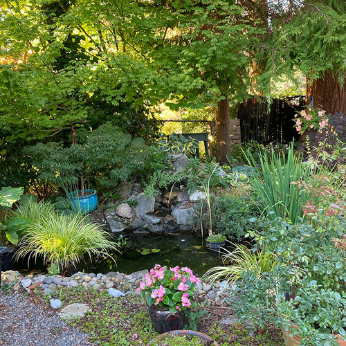 garden pond with Ogon grass