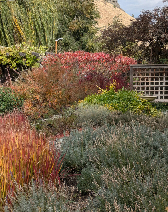 lavender plants in fall