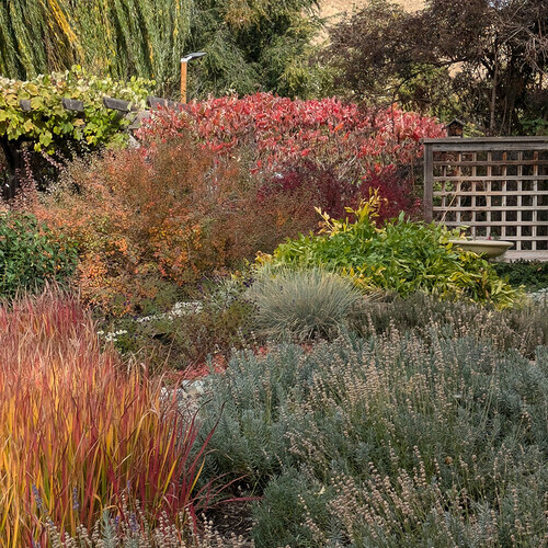 lavender plants in fall