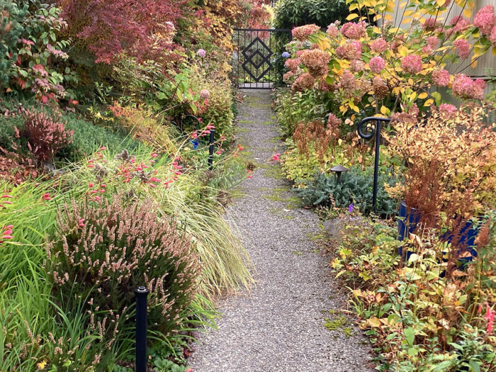 Limelight hydrangea along walkway in fall garden