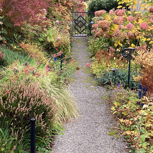 Limelight hydrangea along walkway in fall garden