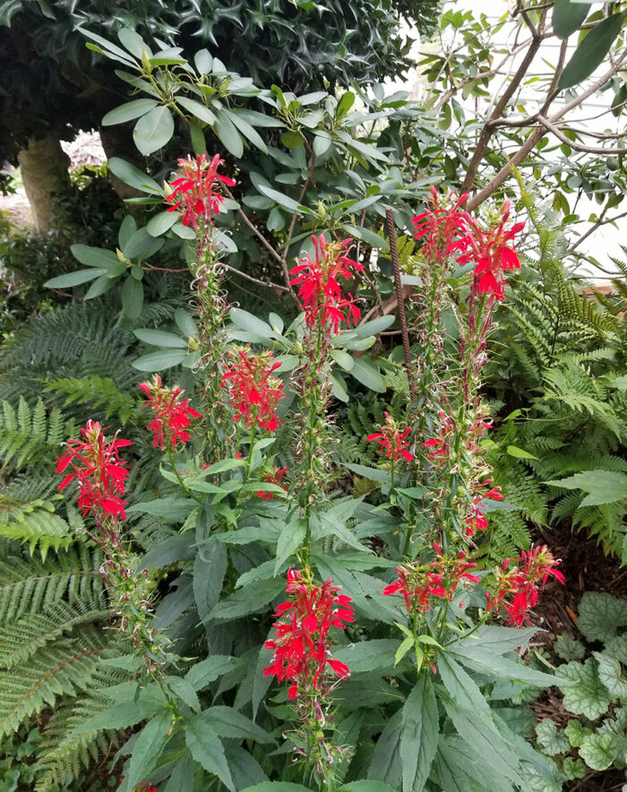 cardinal flower