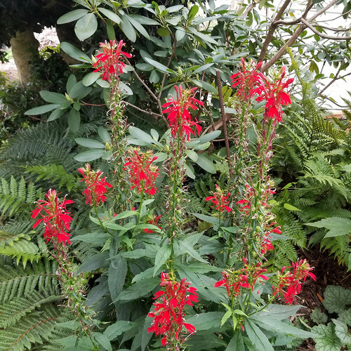 cardinal flower