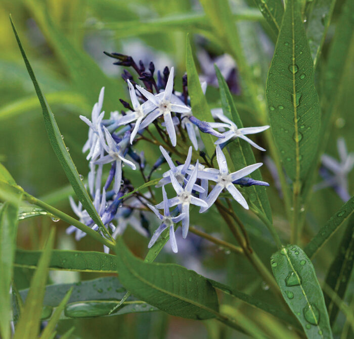 close up of light blue native flower