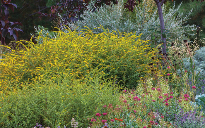 native perennial garden