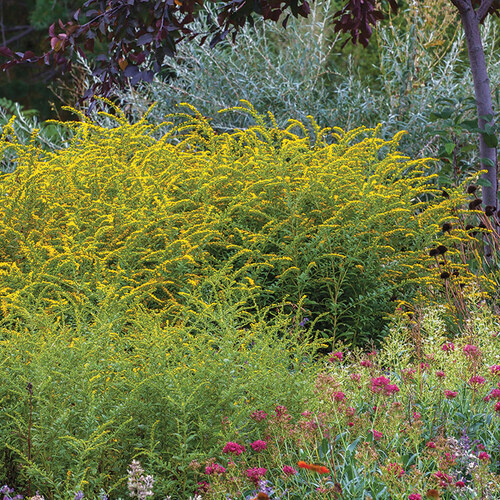 native perennial garden