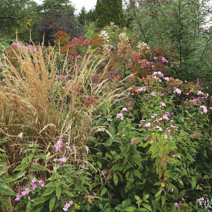 woody plants holding up fall native plants