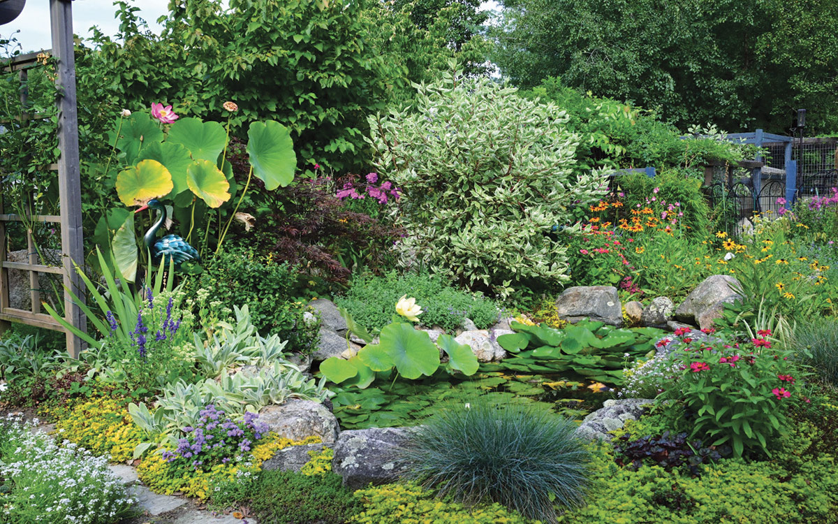 small garden pond with lotus