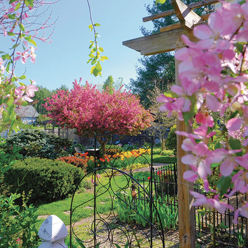 flowering crabapple in center of garden