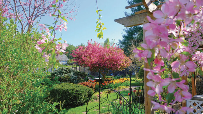 flowering crabapple in center of garden